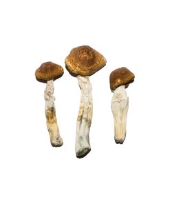 Brazilian Magic Mushrooms For Sale