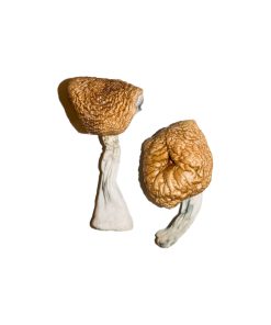 Burmese Magic Mushrooms For Sale