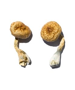 Cambodian Gold magic mushrooms (Psilocybe Cubensis Cambodian Gold) 