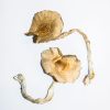 Golden Teachers Magic Mushrooms For Sale