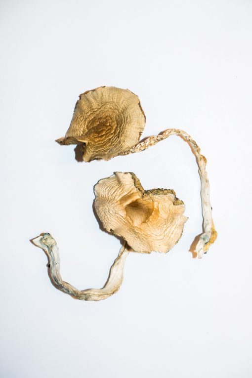 Golden Teachers Magic Mushrooms For Sale