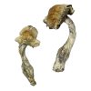 Gorlin Magic Mushrooms For Sale Online